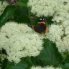 Chicago Lustre Viburnum Live Plant - Starter Bush, 5-7 Inch Tall, Outdoor Shrub - Image 1
