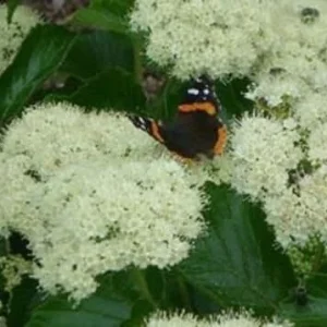 Chicago Lustre Viburnum Live Plant - Starter Bush, 5-7 Inch Tall, Outdoor Shrub - Image 1