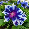 Chilean Morning Glory Seeds - 100 Mixed Color Blooms for Outdoor Garden - Image 1