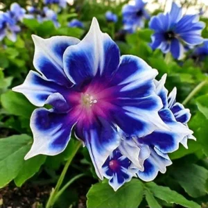 Chilean Morning Glory Seeds - 100 Mixed Color Blooms for Outdoor Garden - Image 1