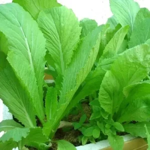 Chinese Mustard Green Vegetable Seeds - Gai Choy (Brassica juncea) - 2000 Seeds - Image 1