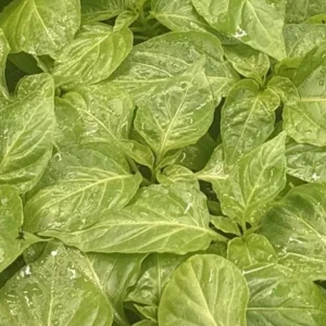 Chocolate Dragon's Breath Super Hot Pepper Live Plants - 3 Pack, 75+ Days Old - Image 2