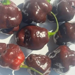 Chocolate Habanero Live Plants - 3 Pack, 75+ Days Old Super Hot Pepper - Image 2