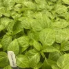 Chocolate Habanero Live Plants - 3 Pack, 75+ Days Old Super Hot Pepper - Image 1