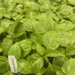 Chocolate Habanero Live Plants - 3 Pack, 75+ Days Old Super Hot Pepper - Image 1