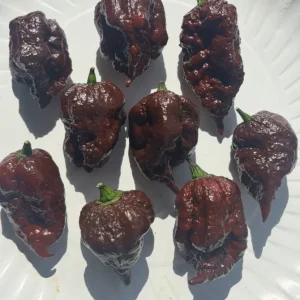 Chocolate Reaper Scorpion Live Plants - 3 Pack, 75+ Days Old, Super Hot Pepper - Image 2