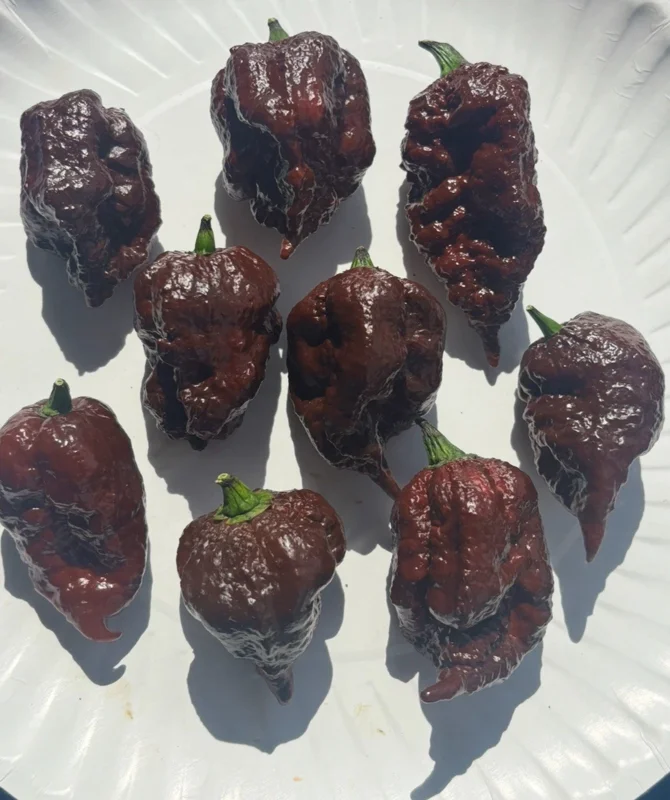 Chocolate Reaper Scorpion Live Plants - 3 Pack, 75+ Days Old, Super Hot Pepper - Image 2
