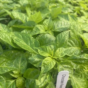 Chocolate Reaper Scorpion Live Plants - 3 Pack, 75+ Days Old, Super Hot Pepper - Image 1