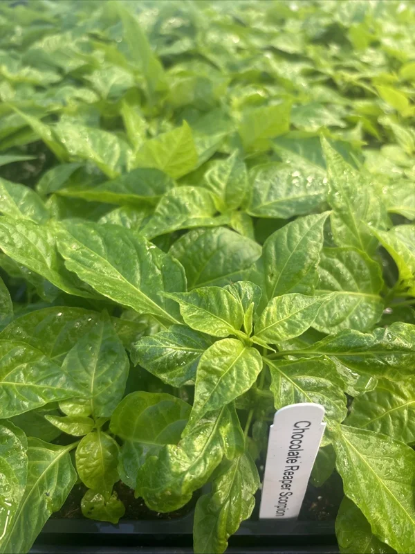 Chocolate Reaper Scorpion Live Plants - 3 Pack, 75+ Days Old, Super Hot Pepper - Image 1