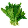 Cilantro Seeds 200+ Non-GMO - Coriander Culantro Ngò Gai Herb Seeds - Image 1