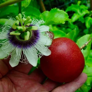 Cold Hardy Passion Fruit Vine Live Plant - 4-6 Inches Starter Plant - Image 2