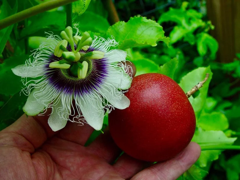Cold Hardy Passion Fruit Vine Live Plant - 4-6 Inches Starter Plant - Image 2