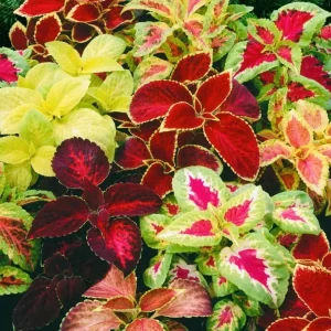 Coleus Rainbow Mix Seeds - Non-GMO Foliage Plant Seeds for Garden & Containers - Image 2