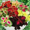 Coleus Rainbow Mix Seeds - Non-GMO Foliage Plant Seeds for Garden & Containers - Image 1