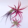 Colored Air Plant 3 Pack Tillandsia Mix Live Plants 4-8 inches Terrarium Decor - Image 1
