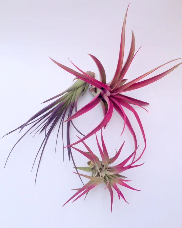 Colored Air Plant 3 Pack Tillandsia Mix Live Plants 4-8 inches Terrarium Decor - Image 1