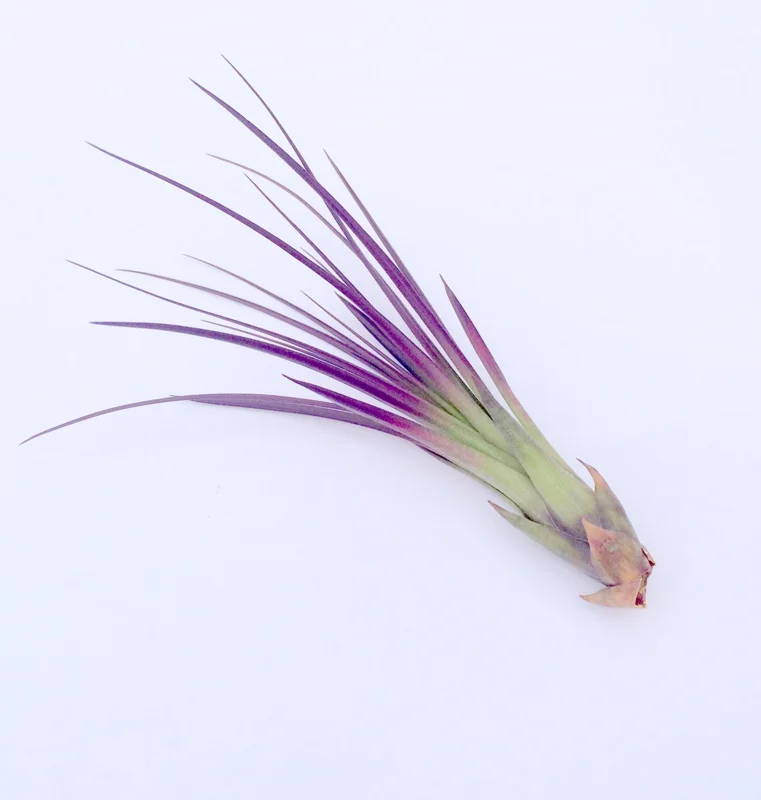 Colored Air Plant 3 Pack Tillandsia Mix Live Plants 4-8 inches Terrarium Decor - Image 3
