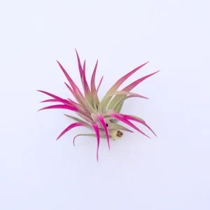 Colored Air Plant 3 Pack Tillandsia Mix Live Plants 4-8 inches Terrarium Decor - Image 4