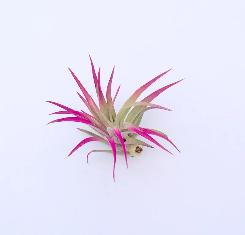 Colored Air Plant 3 Pack Tillandsia Mix Live Plants 4-8 inches Terrarium Decor - Image 4
