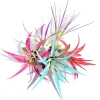Colored Air Plant 5 Pack Live Tillandsia Mix - Terrarium Decor - 4-8 inch - Image 1