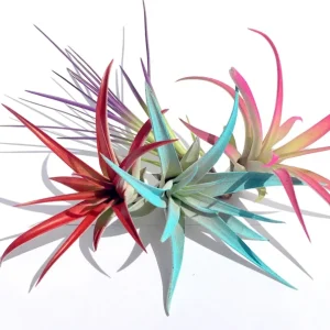 Colored Air Plant Fun Pack - 16 Live Tillandsia Mix for Terrariums & Decor, 4-8 Inch - Image 1