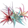 Colored Air Plant Fun Pack - Set of 4 Live Tillandsia Terrarium Plants 4-8 inches - Image 1