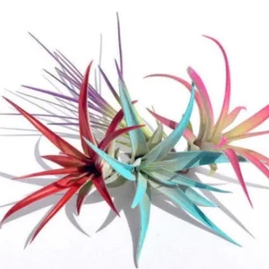 Colored Air Plant Fun Pack - Set of 4 Live Tillandsia Terrarium Plants 4-8 inches - Image 1