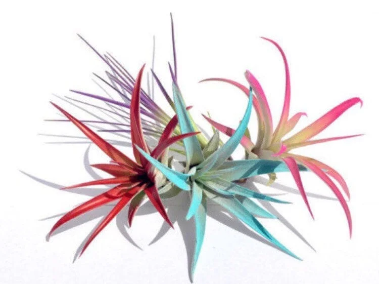 Colored Air Plant Fun Pack - Set of 4 Live Tillandsia Terrarium Plants 4-8 inches - Image 1