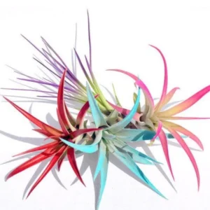 Colored Air Plant Fun Pack - Set of 4 Live Tillandsia Terrarium Plants 4-8 inches - Image 2