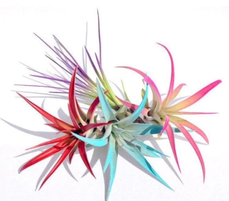 Colored Air Plant Fun Pack - Set of 4 Live Tillandsia Terrarium Plants 4-8 inches - Image 2