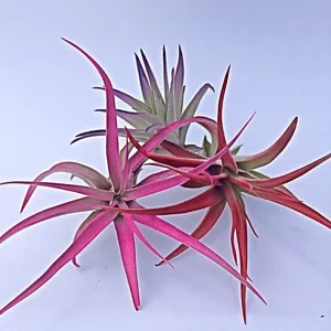 Colored Air Plant Fun Pack - Tillandsia Mix of 3 Live Plants, 3-7