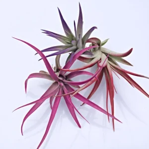 Colored Air Plant Fun Pack - Tillandsia Mix of 3 Live Plants, 3-7" Tall, Indoor - Image 1