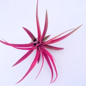 Colored Air Plant Fun Pack - Tillandsia Mix of 3 Live Plants, 3-7