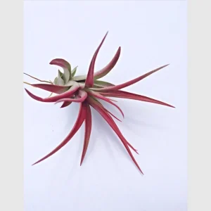 Colored Air Plant Fun Pack - Tillandsia Mix of 3 Live Plants, 3-7
