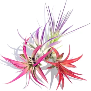 Colorful Air Plant Fun Pack – Tillandsia Mix Live Plants – Set of 4 – 4-8 inches – Indoor Terrarium Plants - Image 2