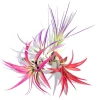 Colorful Air Plant Fun Pack – Tillandsia Mix Live Plants – Set of 4 – 4-8 inches – Indoor Terrarium Plants - Image 1