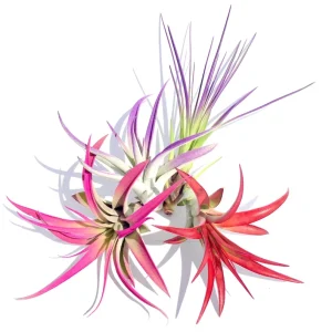 Colorful Air Plant Fun Pack – Tillandsia Mix Live Plants – Set of 4 – 4-8 inches – Indoor Terrarium Plants - Image 1
