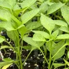 Compadre Chili Live Plant - Super Hot Pepper Plants, Set of 3, Garden & Container Ready - Image 1