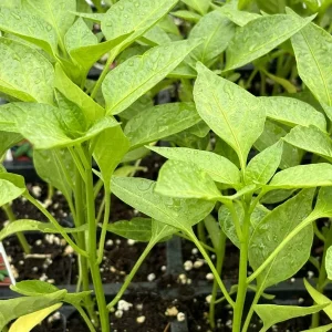 Compadre Chili Live Plant - Super Hot Pepper Plants, Set of 3, Garden & Container Ready - Image 1