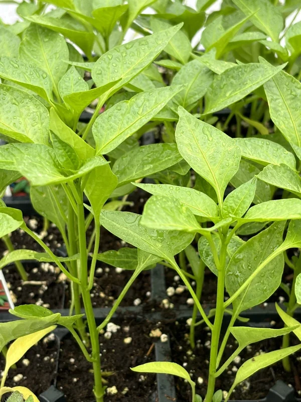Compadre Chili Live Plant - Super Hot Pepper Plants, Set of 3, Garden & Container Ready - Image 1
