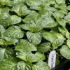 Coyote Zan White Chili Live Plant - Super Hot Pepper Plants (3-Pack) - 4-8 inches tall - Image 1