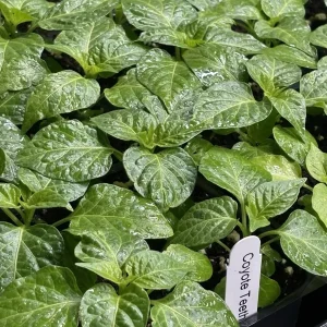Coyote Zan White Chili Live Plant - Super Hot Pepper Plants (3-Pack) - 4-8 inches tall - Image 1