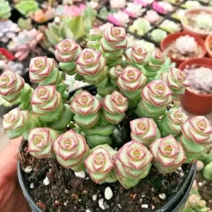 Crassula Jade Necklace Succulent Seeds - Rare Plant Seeds - 25 Seed Pack - Image 2