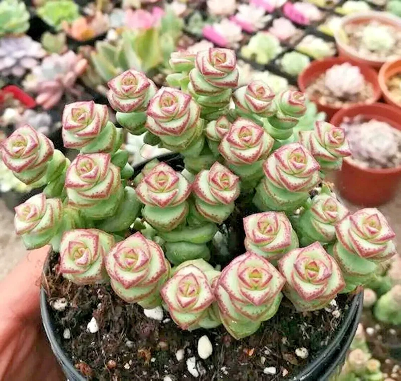 Crassula Jade Necklace Succulent Seeds - Rare Plant Seeds - 25 Seed Pack - Image 2