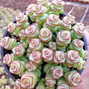 Crassula Jade Necklace Succulent Seeds - Rare Plant Seeds - 25 Seed Pack - Image 3