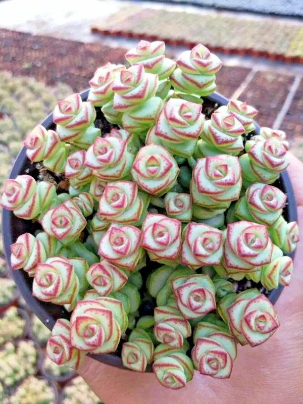 Crassula Jade Necklace Succulent Seeds - Rare Plant Seeds - 25 Seed Pack - Image 3