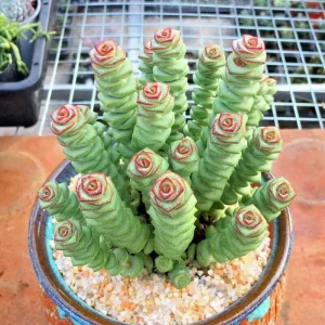 Crassula Jade Necklace Succulent Seeds - Rare Plant Seeds - 25 Seed Pack - Image 4