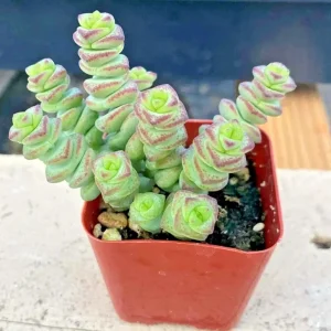Crassula Jade Necklace Succulent Seeds - Rare Plant Seeds - 25 Seed Pack - Image 5