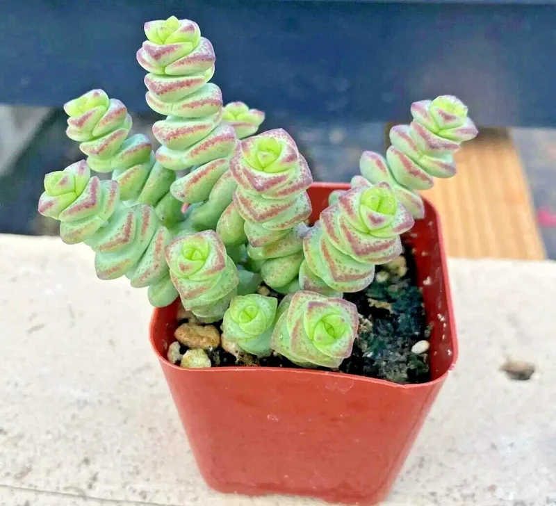 Crassula Jade Necklace Succulent Seeds - Rare Plant Seeds - 25 Seed Pack - Image 5