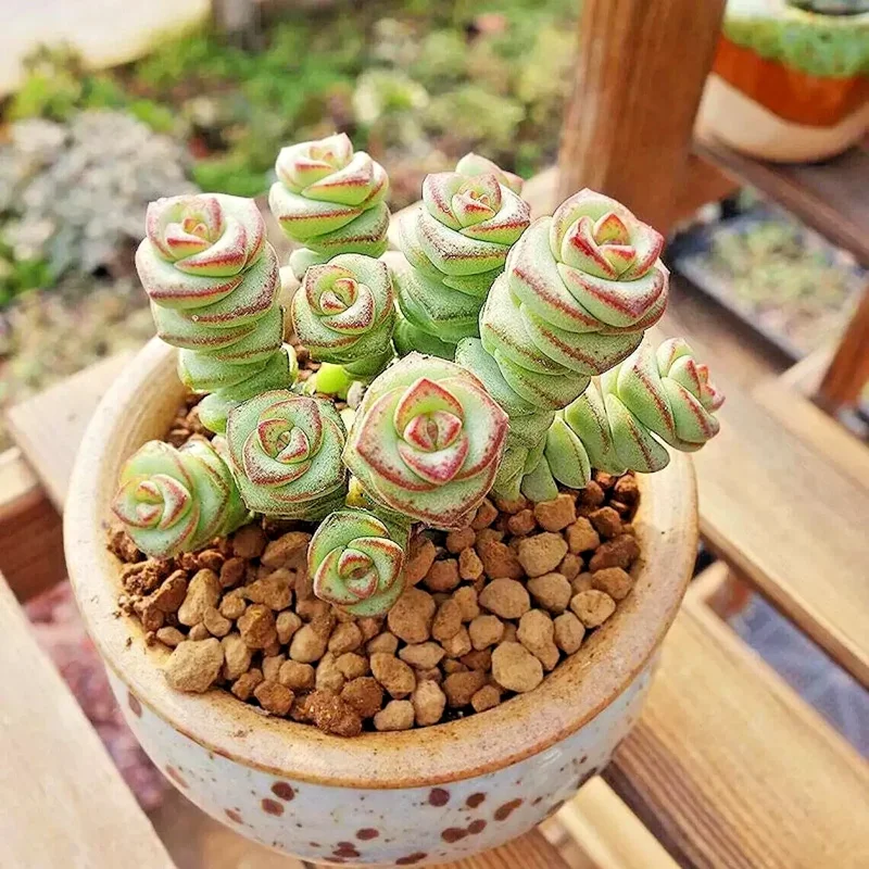 Crassula Jade Necklace Succulent Seeds - Rare Plant Seeds - 25 Seed Pack - Image 6